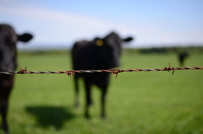 Close-up of barbed wire with cows standing on field