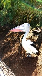 High angle view of white heron on lake