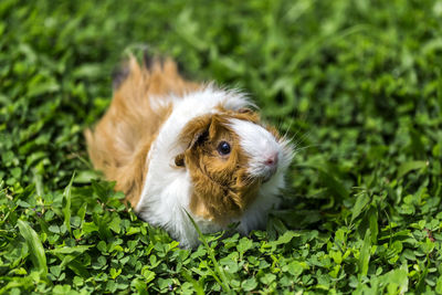 Cavy or guinea pig in the meadow