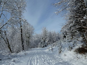 Snow covered land and trees against sky