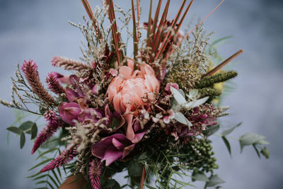 Close-up of pink flowering plant