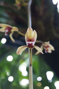 Close-up of flowers on stem