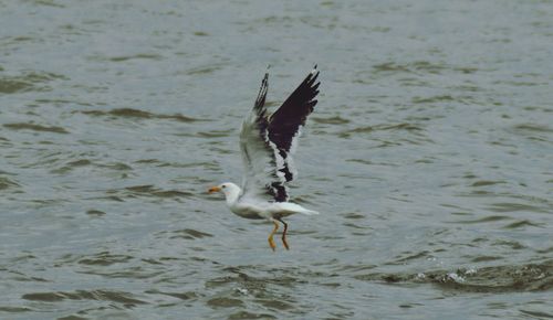 bird