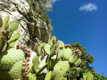 Low angle view of cactus plant against blue sky