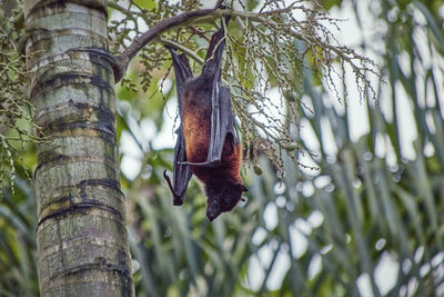 Brown black flying fox called megabat, in latin pteropodidae, hangs from a palm tree