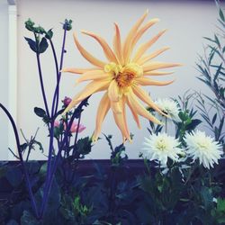 Close-up of yellow cosmos blooming outdoors