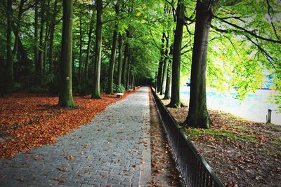 Road amidst trees in forest during autumn
