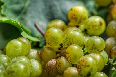 Full frame shot of white grapes