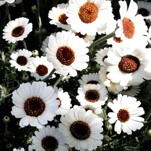 Close-up of white daisies blooming outdoors