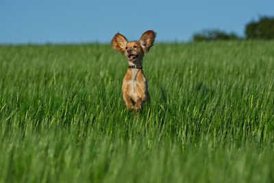 Portrait of dog on field