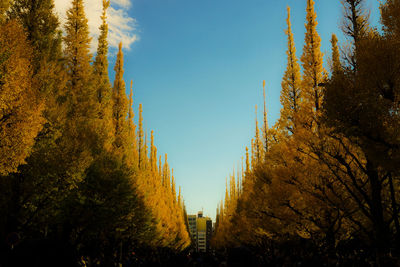 Low angle view of trees against sky during autumn