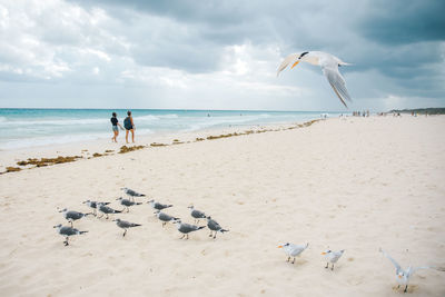 Flock of birds on beach