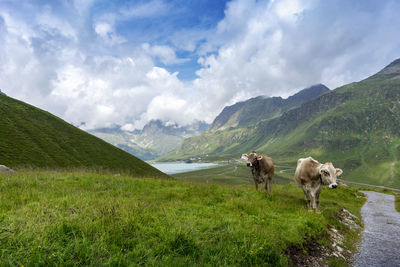 Sheep in a field