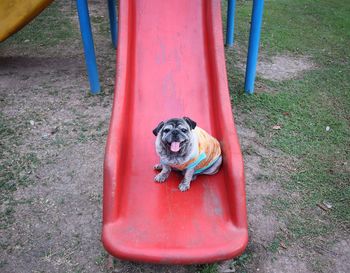 High angle view of dog in playground