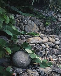 Plants growing on rocks