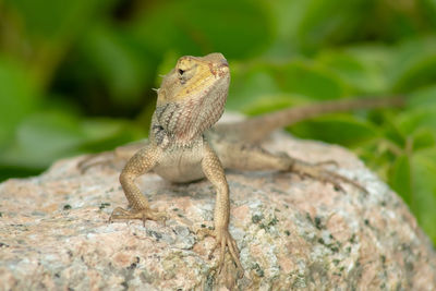 Close-up of lizard on rock