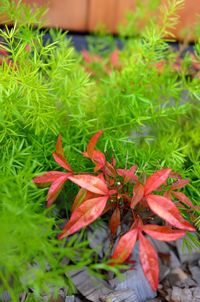 Close up of red leaves