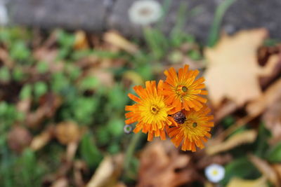 Close-up of yellow flower blooming outdoors