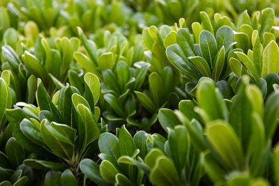 Close-up of fresh green plants