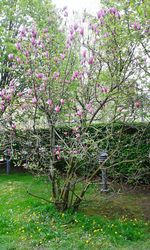 Pink flowers blooming in park