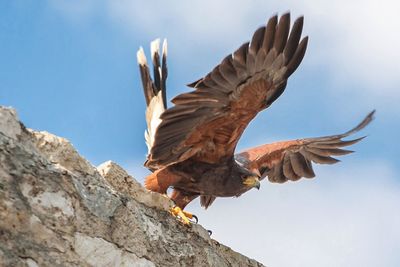 Low angle view of eagle perching with spread wings on wall