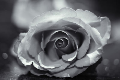 Close-up of rose blooming outdoors