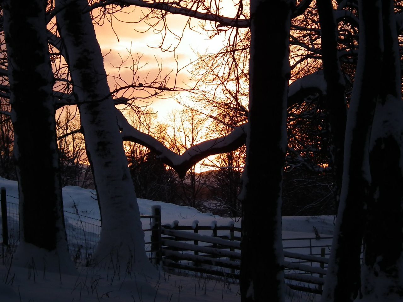SILHOUETTE OF TREES ON SNOW COVERED FIELD AT SUNSET