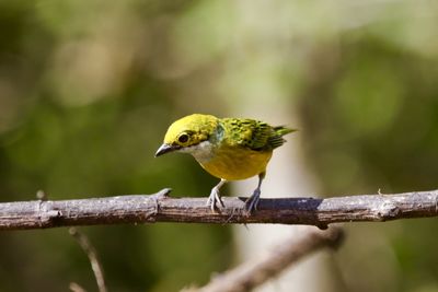 Close-up of bird perching on leaf