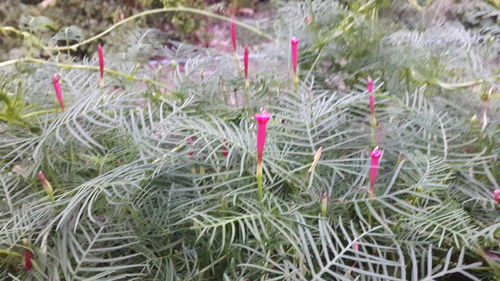 Close-up of pine tree on field