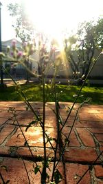 Close-up of plants against sunlight