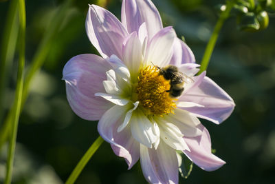 Close-up of bee pollinating on dahlia during sunny day