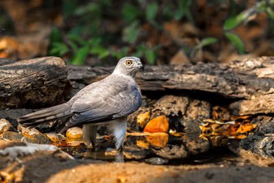 Beautiful bird shikra  hunter of hawk drink water on pond