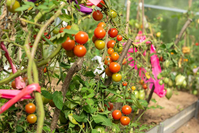 Green and red tomatoes grow in the vegetable garden. new harvest in vegetable garden
