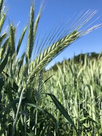 Close-up of stalks in field against sky