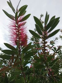 Low angle view of flowering plant