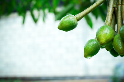 Close-up of fruit growing on plant