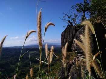 Close-up of plants against sky