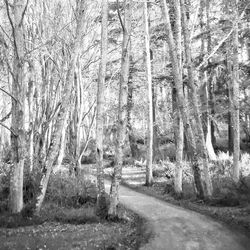 Trees in forest