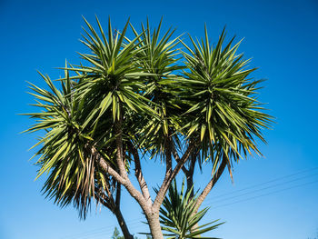 Low angle view of palm tree against clear blue sky