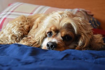 Close-up portrait of dog lying on bed