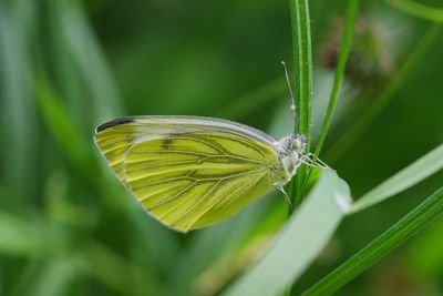 Close-up of butterfly on plant