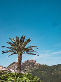 Low angle view of palm tree against blue sky