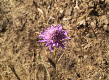 Close-up of purple thistle blooming outdoors