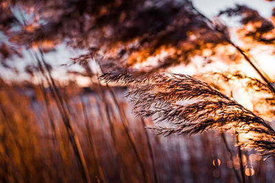 Close-up of dead tree trunk during sunset