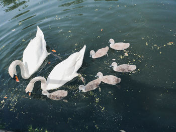 High angle view of swans swimming in lake