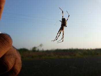 Close-up of spider on web against sky