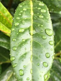 Close-up of raindrops on leaf