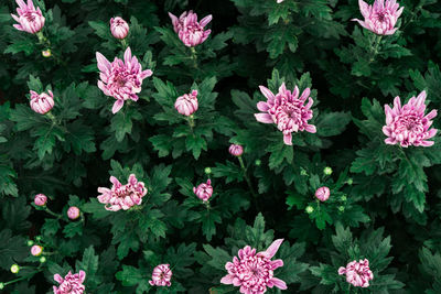 Close-up of pink flowering plants