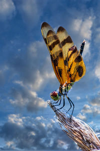 Low angle view of butterfly on plant against sky