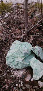 Close-up of tree trunk on rocks